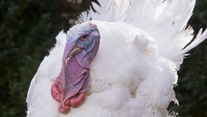 A turkey named 'Drumstick' is granted President Donald J. Trump's, Tuesday, at the 70th National Thanksgiving Turkey Pardoning Ceremony, at the White House in Washington, DC.  The first presidential pardon went to former sheriff Joe Arpaio.