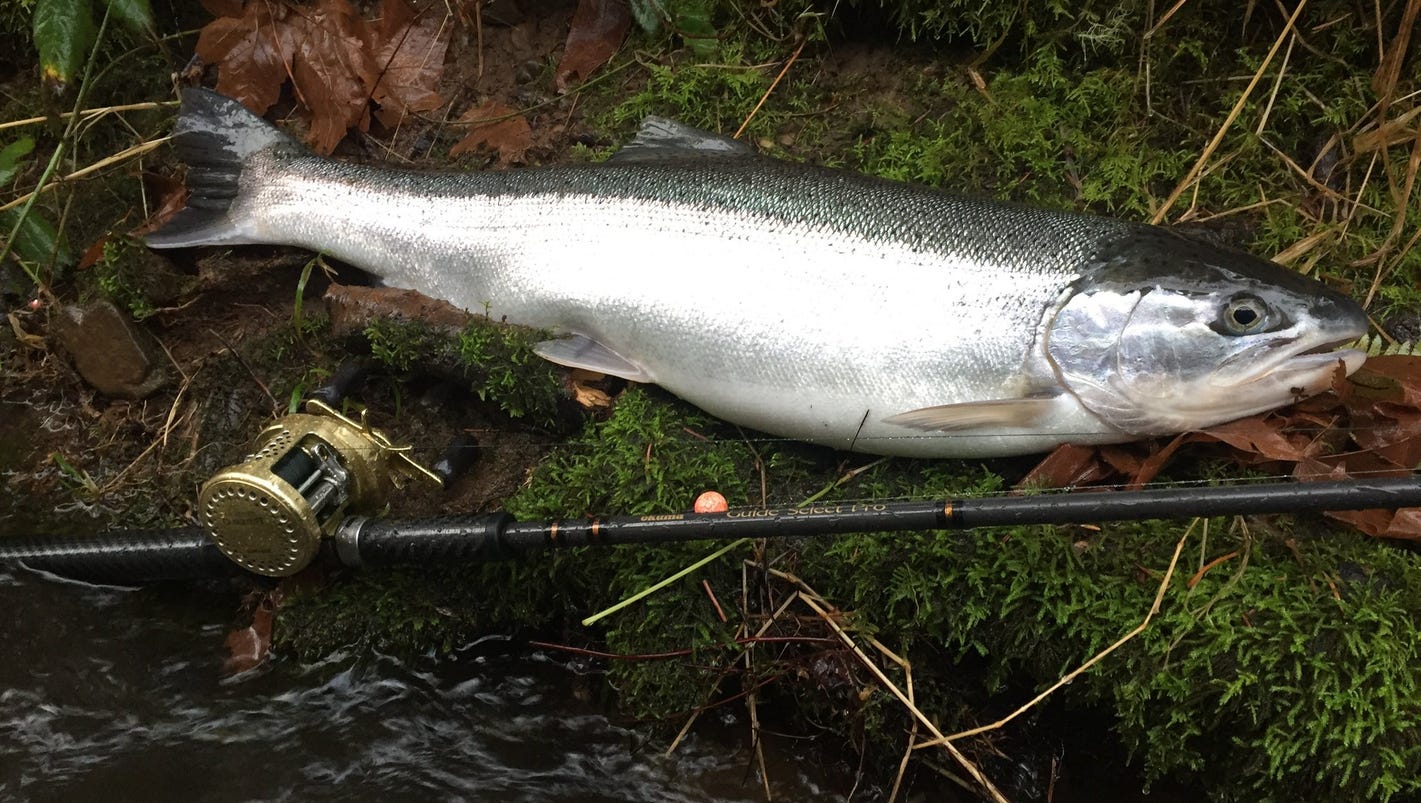 Winter Steelhead Fishing Improving Throughout Oregon Rivers Eclips