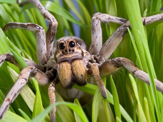 Eww Arizona S Creepiest Crawliest Inhabitants Explained