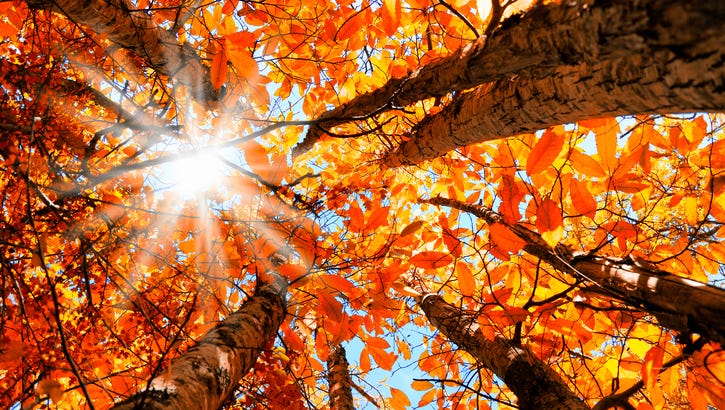 A world traveler’s guide to fall leaf peeping