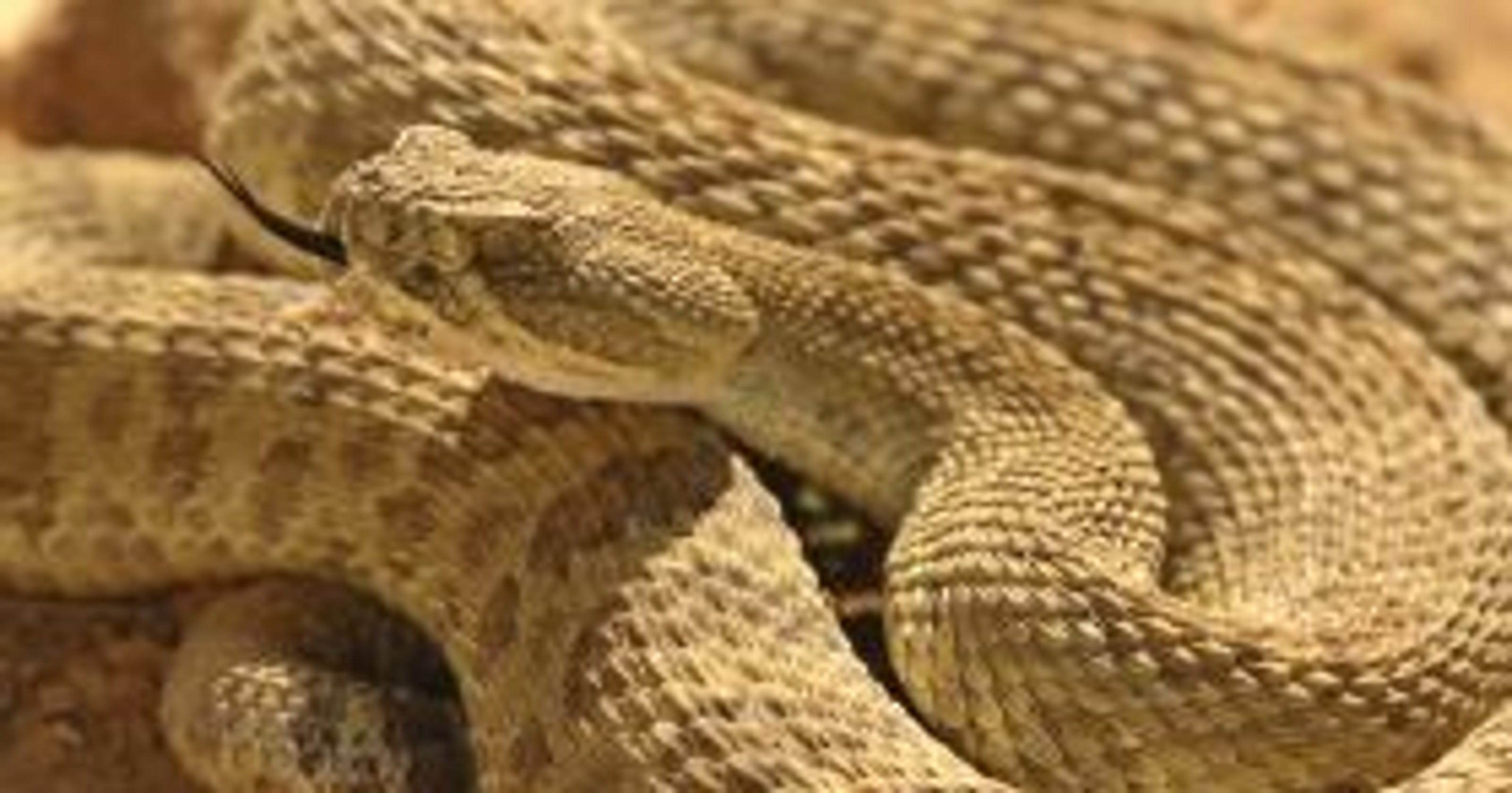 4 things you need to know about prairie rattlesnakes