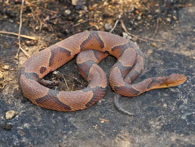 Dispelling The Myths Surrounding Copperhead Snakes Dispelling The Myths Surrounding Copperhead Snakes