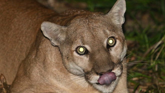 This May 7, 2015, file photo from a remote camera provided by the National Park Service shows an adult male mountain lion known as P-41. Authorities say a mountain lion that managed to cross a Southern California freeway and make its home in the mountains north of Los Angeles had rat poison in his system when he was found dead. The lion, dubbed P-41, was found in Oct. 2017, shortly after a wildfire burned part of his range.