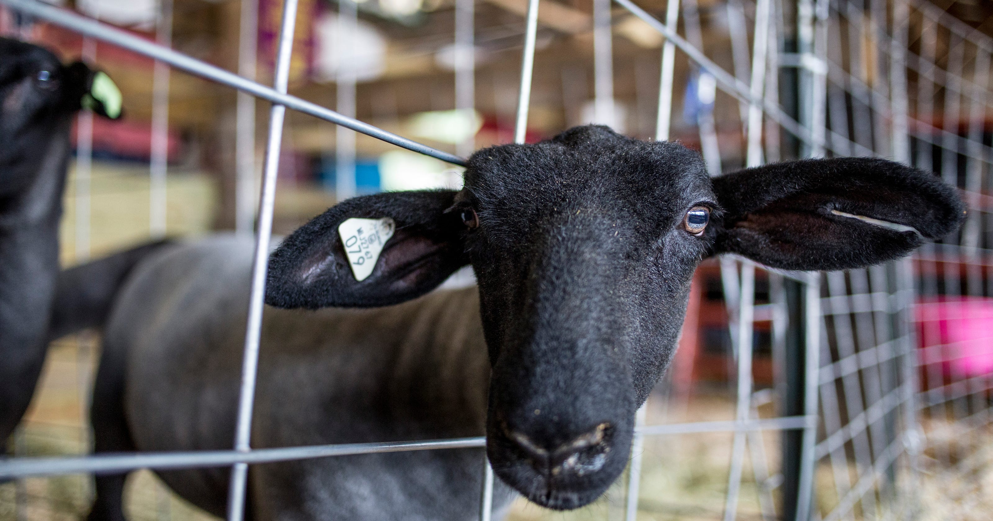 4 H Is More Than Animals Find Out How To Get Involved