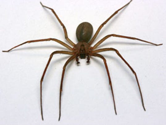 072814brown-recluse