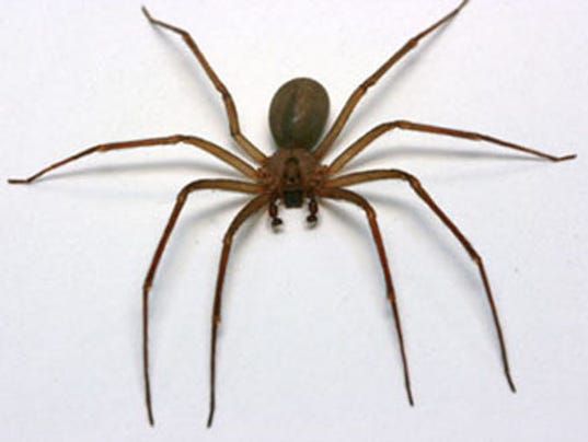 Got a spider bite? Most of the time no need to panic