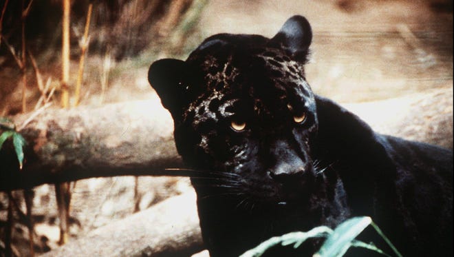 Ancient Mayans may have kept jaguars, dogs as pets — or eaten them Ancient Mayans may have kept jaguars, dogs as pets — or eaten them