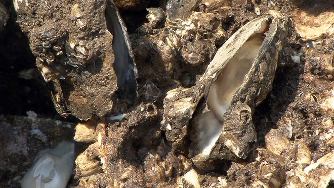 Some of the oysters that were removed from the NY/NJ Baykeeper's restoration site in the Raritan Bay off Keyport in 2015.