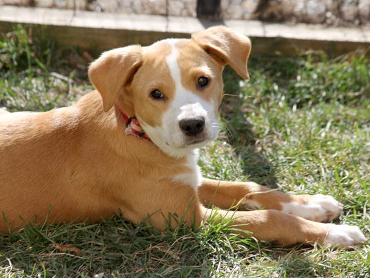 Dogs saved by Harrison animal rescue up for adoption