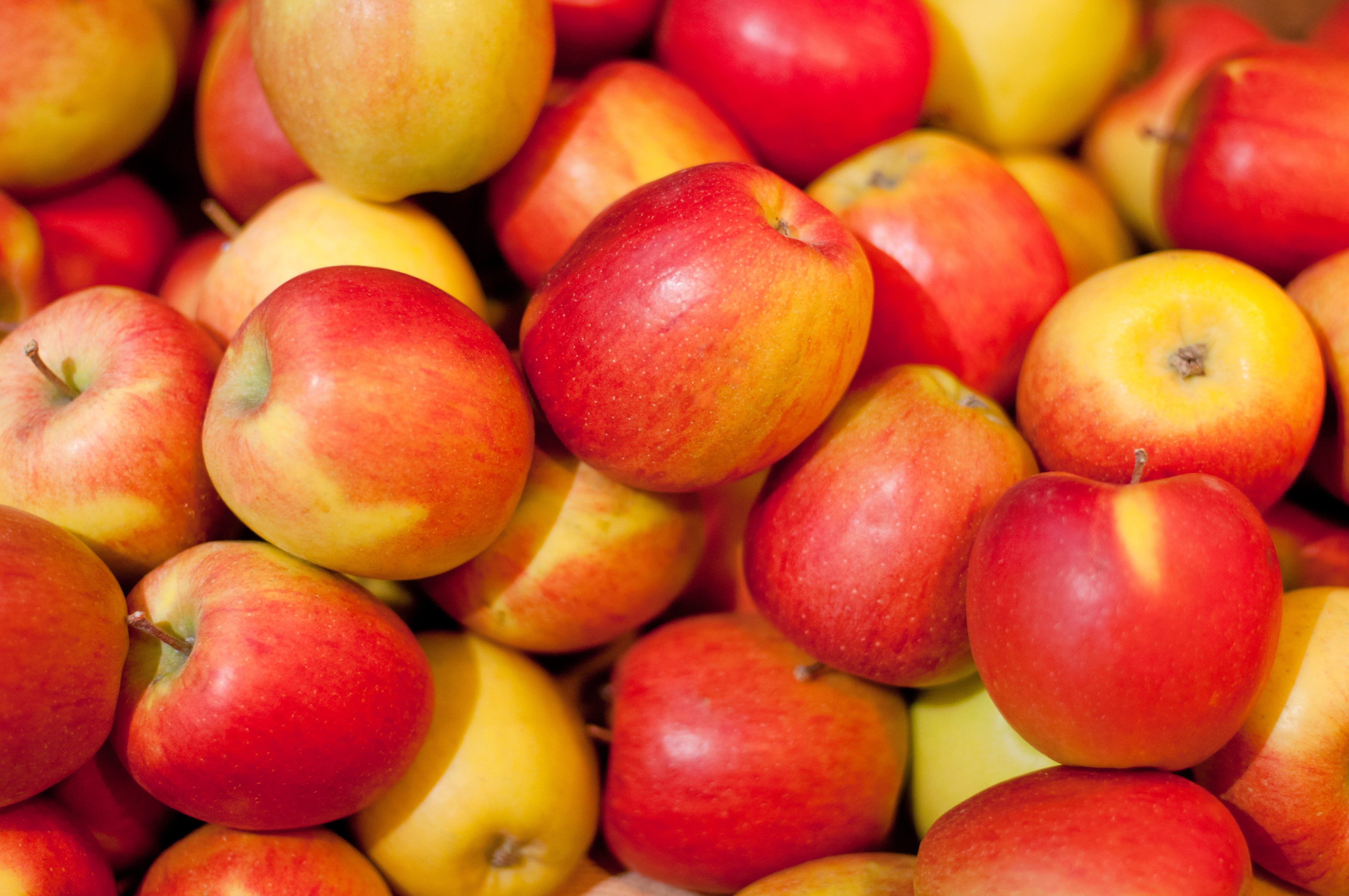 Latin Apple Bottom