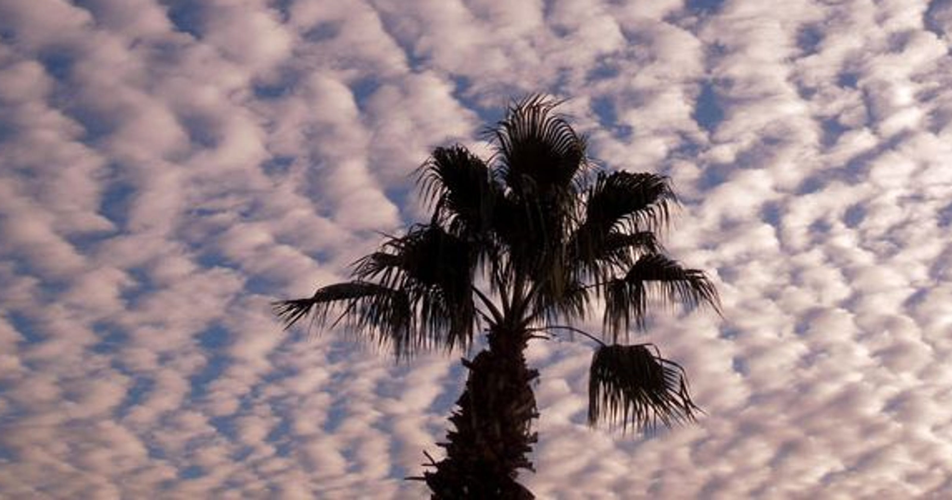 Burning palm trees is like smoking grass