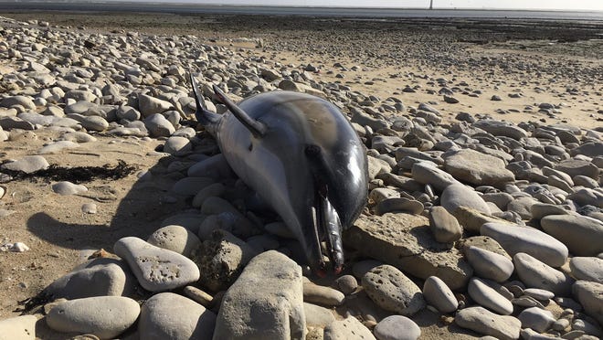 France has been shaken into action after a record number of dead dolphins have washed up on the country’s Atlantic coast this year, many clearly victims of industrial fishing.