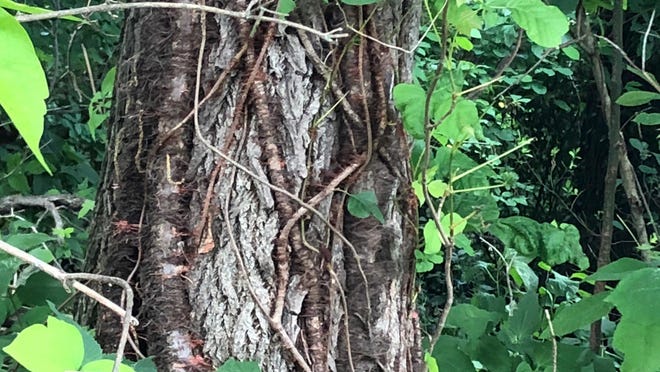 Heed Warning To Leave Poison Ivy Alone Heed Warning To Leave Poison Ivy Alone