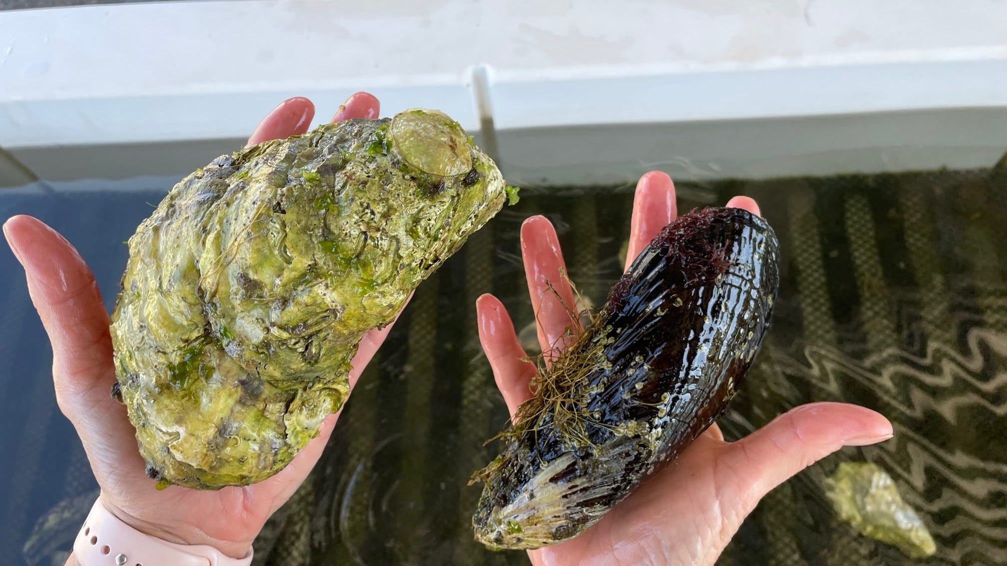 How this Southern California aquafarm is saving the environment with oysters and mussels thumbnail