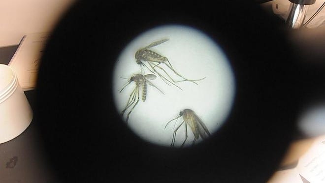 Coquillettidia perturbans, top left, and Culiseta melanura, top, are two mosquitoes with the potential to transmit EEE and West Nile virus to humans. They are shown under a microscope at Bristol County Mosquito Control's office in Taunton.