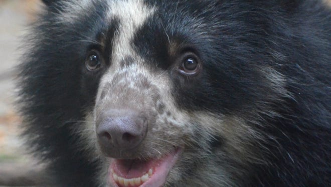 Alba, the Andean bear cub born at the Salisbury Zoo, will soon be sent to the San Diego Zoo.