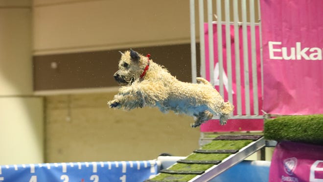 Krista, the diving dog from Hawthorne who proved that wheaten terriers really can take to water as retrievers and other water dogs do, came within an inch of being in the top 10 at the national championships Saturday, Dec. 17, 2016 in Orlando, Fla.