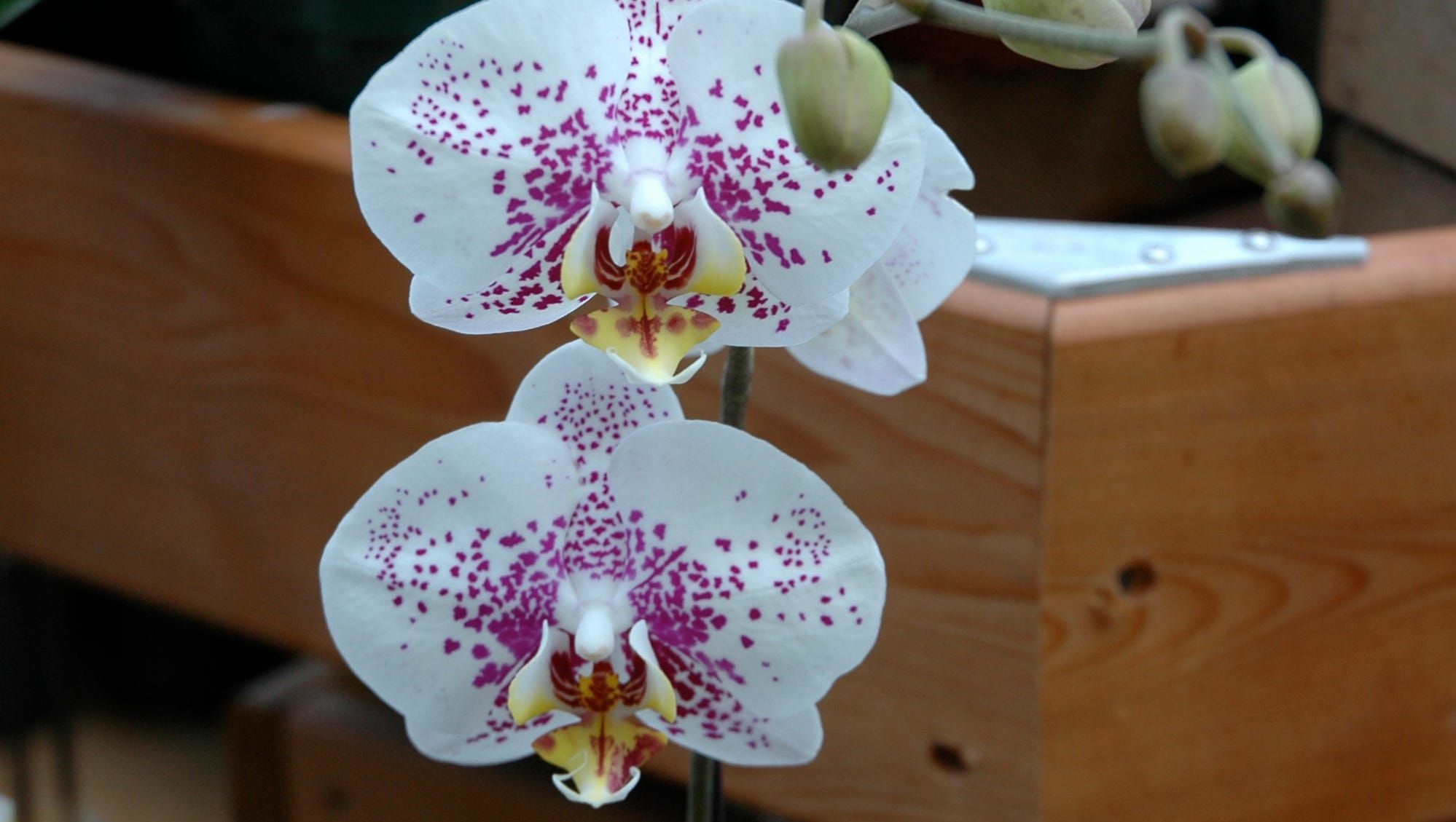 Keep orchids beautiful and blooming yearround