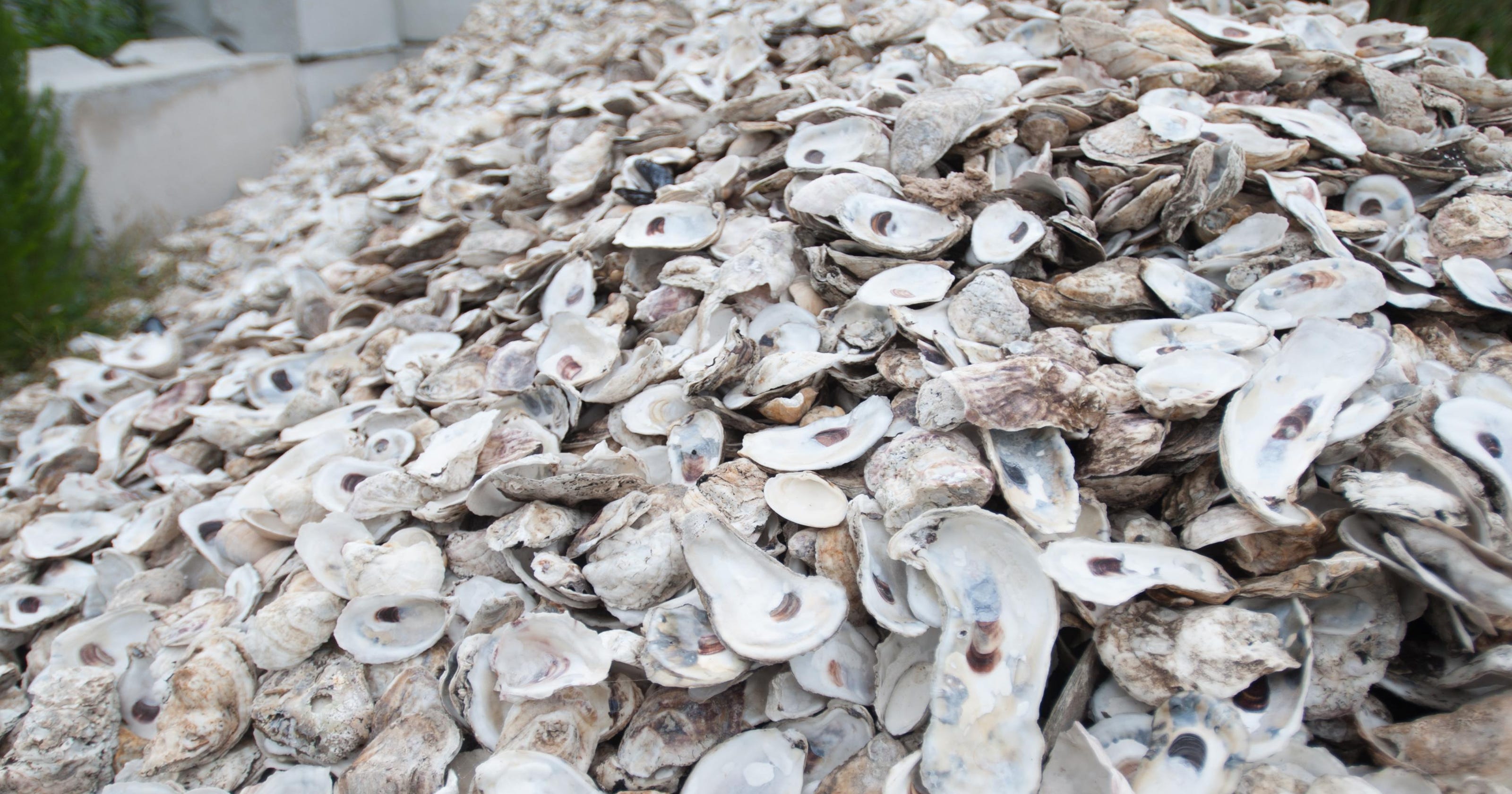 Oyster recycling target 1,000 bushels