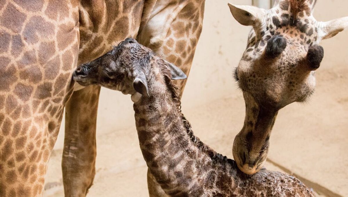 Six Foot Tall Newborn Is Newest Giraffe At Santa Barbara Zoo