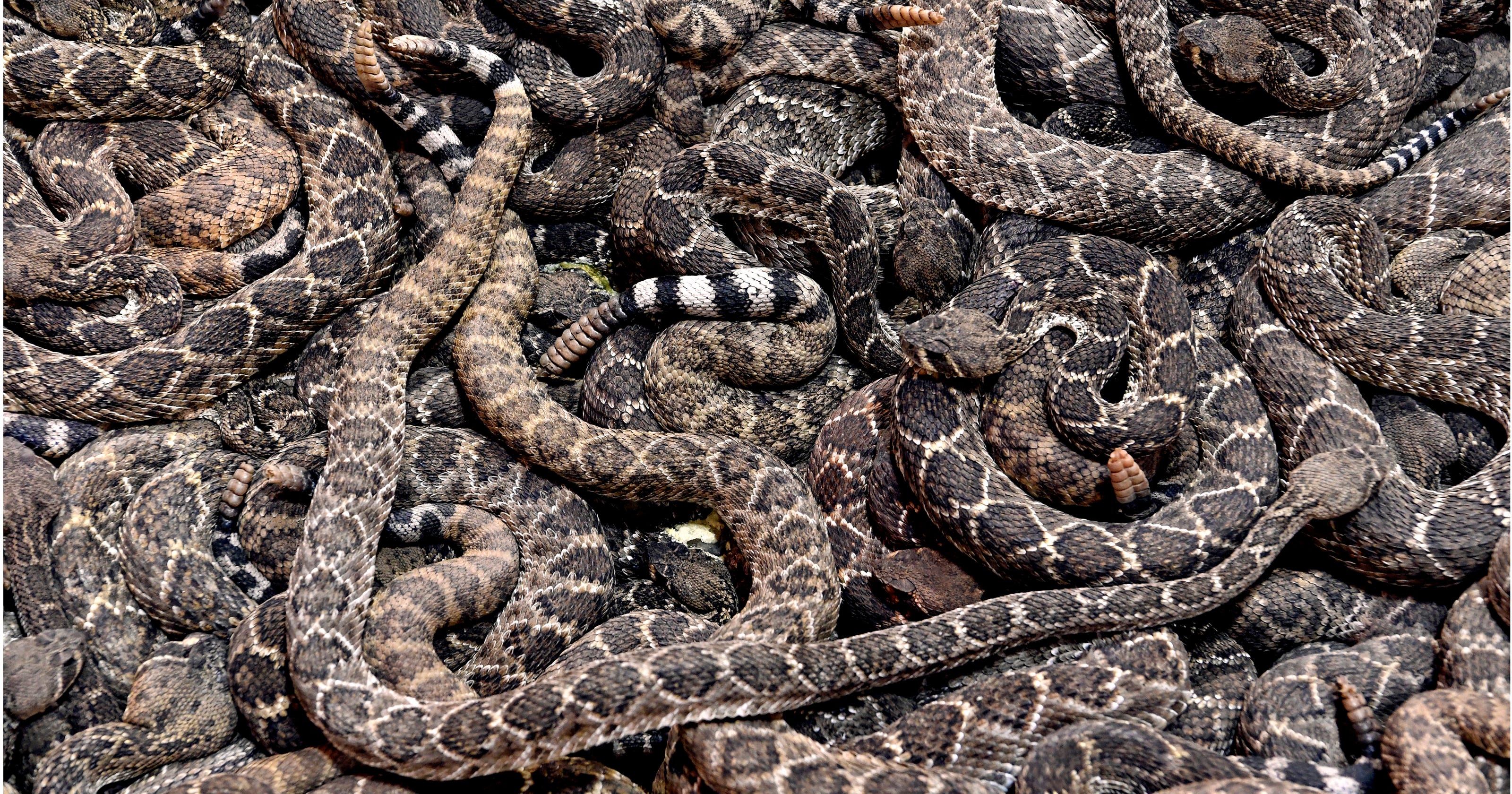 How to protect your house and yourself from rattlesnakes
