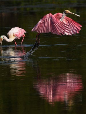 A pair of roseate spoonbills were seen feeding at the J.N. “Ding” Darling Wildlife Refuge on Thursday. Temps over the next few days are expected to be higher than normal.