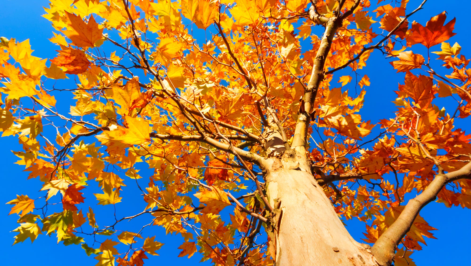 Behold The Beautiful But Problematic Sycamore Tree Behold The Beautiful But Problematic Sycamore Tree