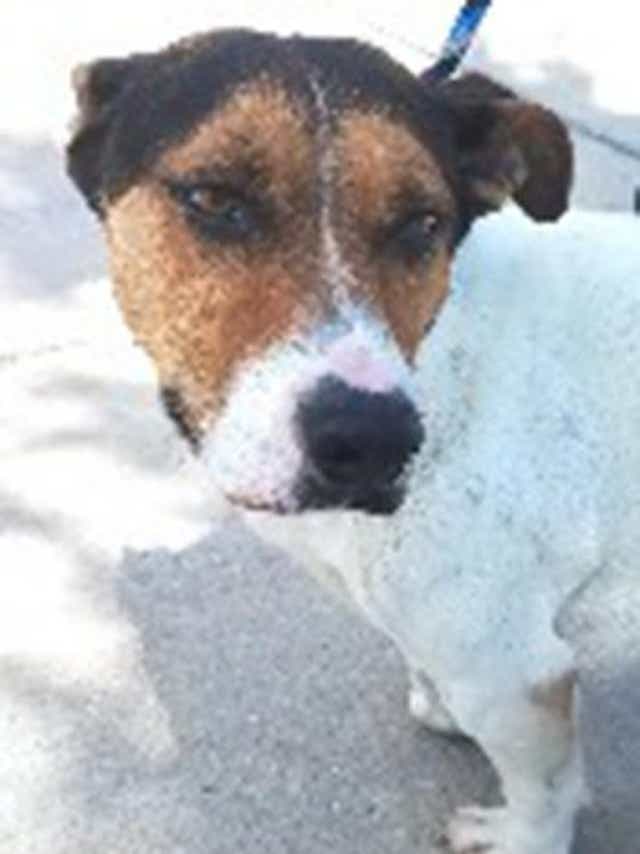 Take Me Home Adopt Watney