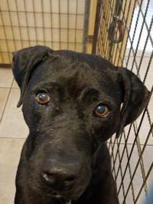 Elvira, an adult female Labrador Retriever, is available for adoption from SAFE Pet Rescue of Northeast Florida. Call 904-325-0196. Vaccinations are up to date.