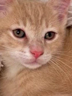 Morty, a baby male domestic short hair, is available for adoption from Wags & Whiskers Pet Rescue. Routine shots are up to date. For information, call 904-797-6039 or go to wwpetrescue.org to see more pets.