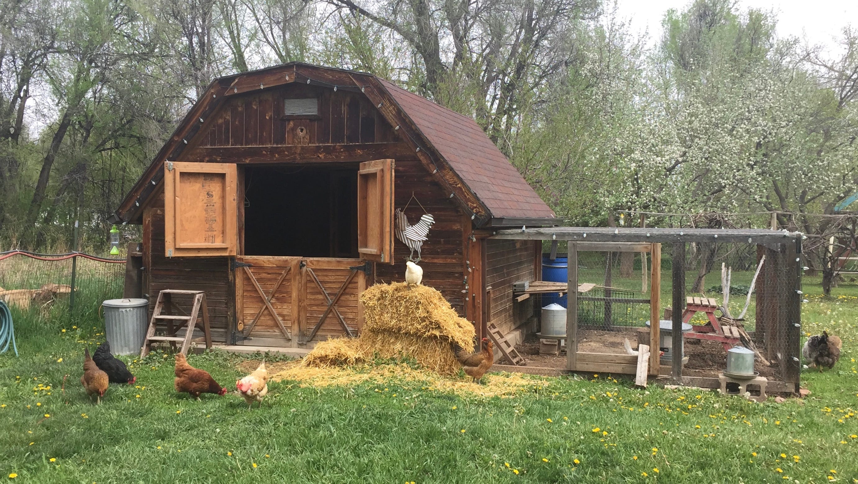 Backyard Chicken Farming Booming In Fort Collins