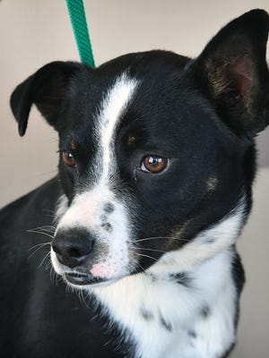 JimBob is a 4-year-old, black and white Border Collie mix. He has been vaccinated, neutered and microchipped. JimBob is a little timid at first and then loyal to his person. He is available for adoption at the Humane Society of Wichita County.