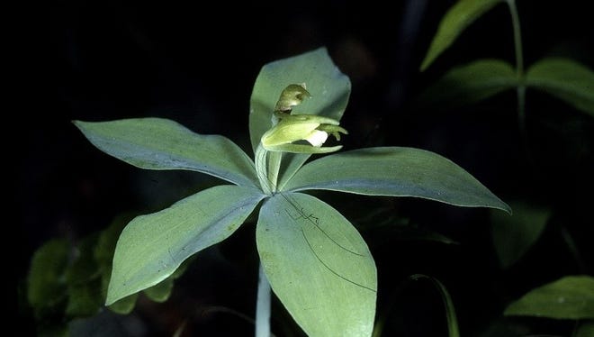 The New Jersey Department of Environmental Protection’s Office of Natural Lands Management confirmed confirmed a new occurrence of a globally rare orchid, the small whorled pogonia (shown here in a file photo), within Sussex County’s Stokes State Forest. July 6, 2018