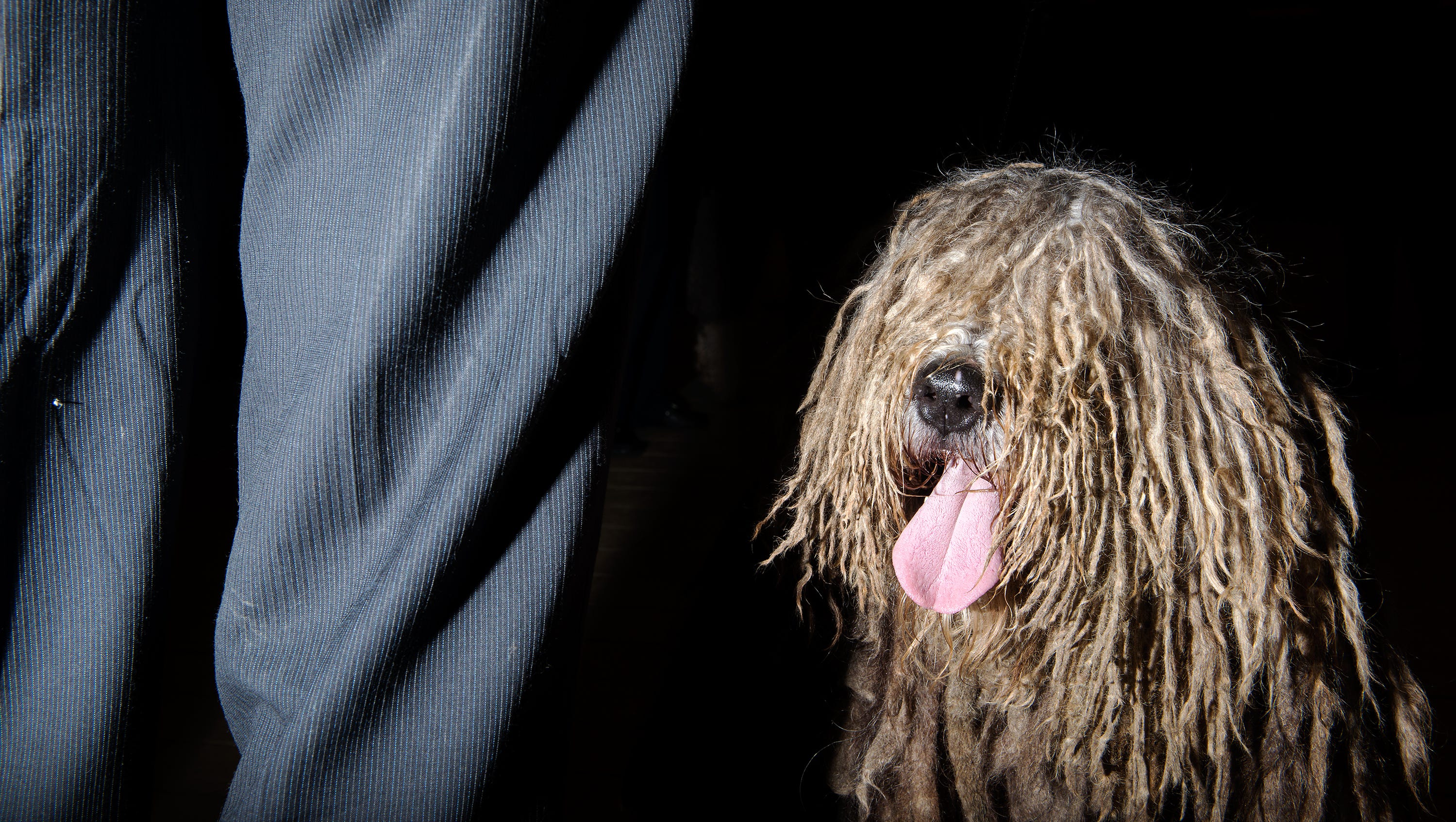Bergamascos Get Their Moment At Westminster With 6 Other New Breeds