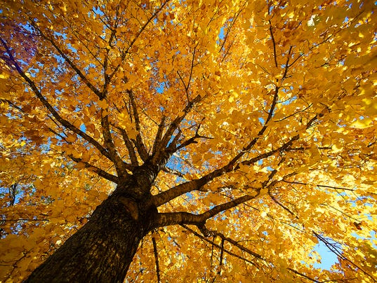 Sick maple trees 'becoming epidemic' in Minnesota