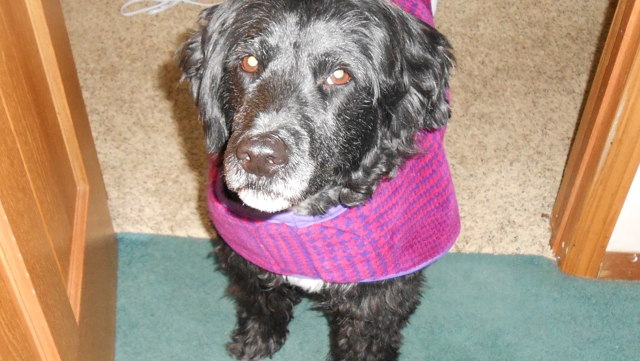 Dog Won T Poop Or Pee In The Snow Or Cold Weather Here Are Tips