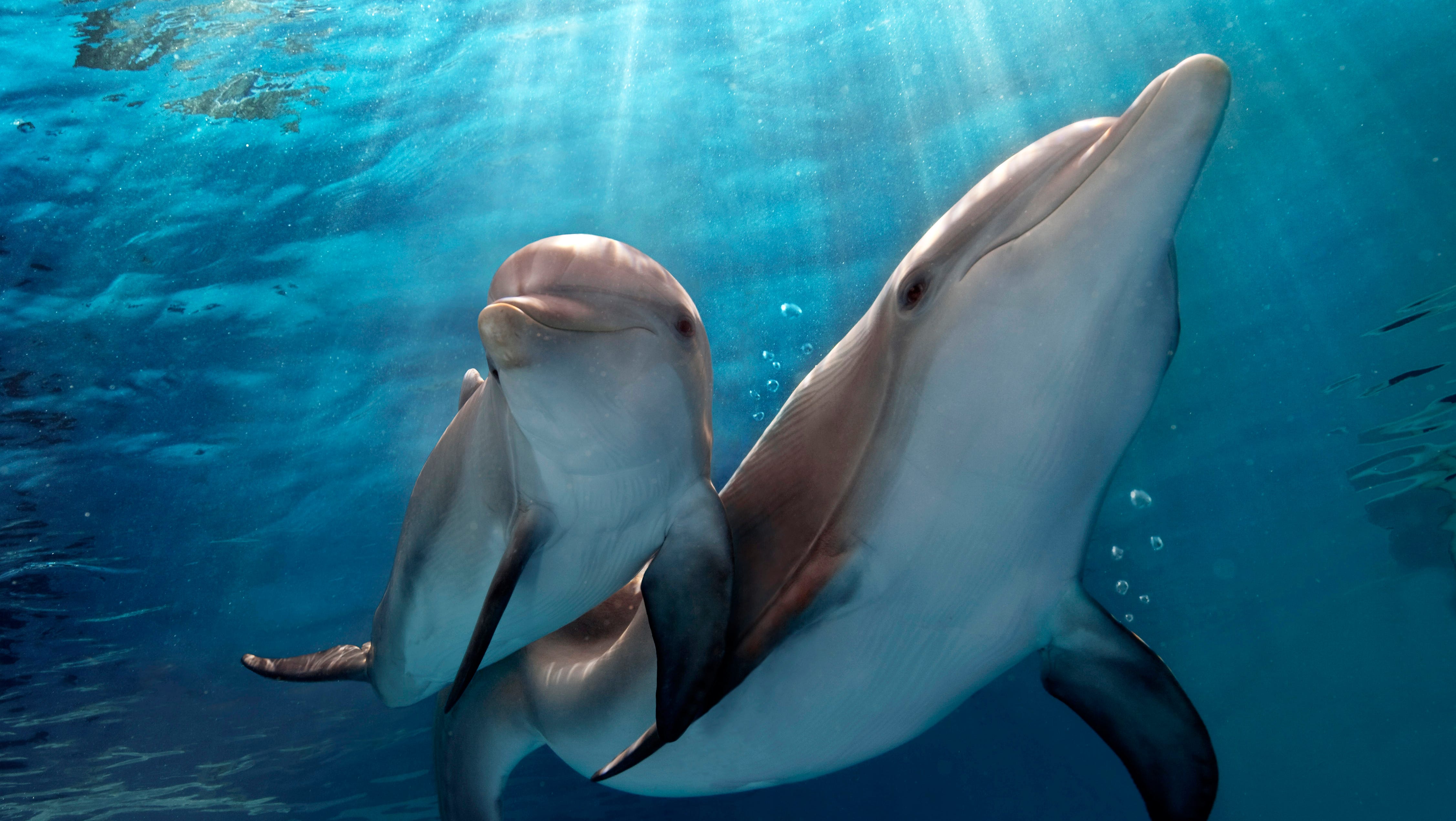 Review Dolphin Tale 2 Is As Sweet As Sugar