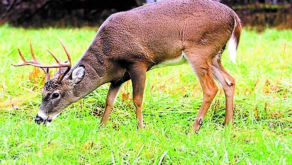 Deer Movement Chart Tennessee