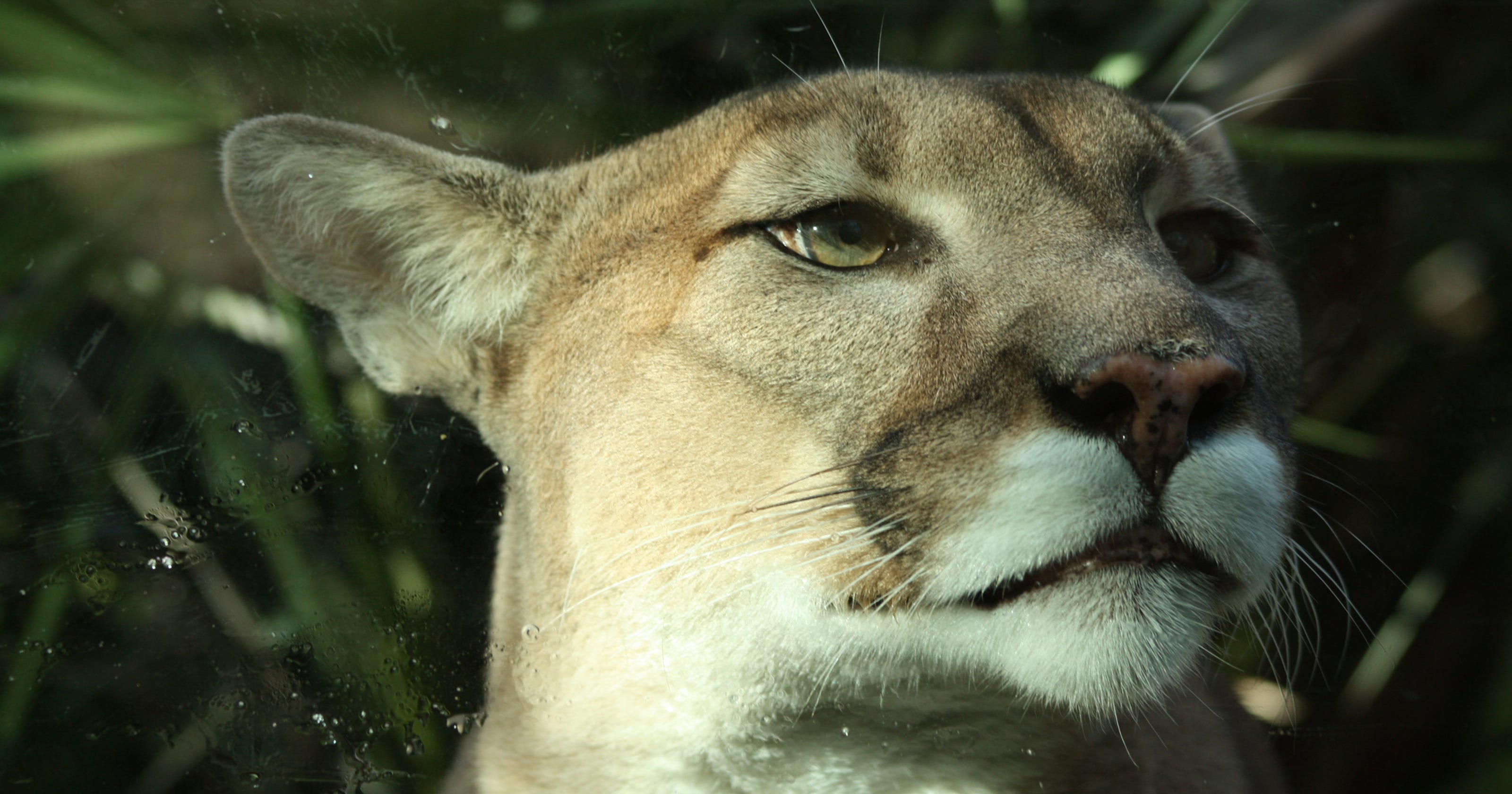 another-endangered-florida-panther-has-been-found-dead