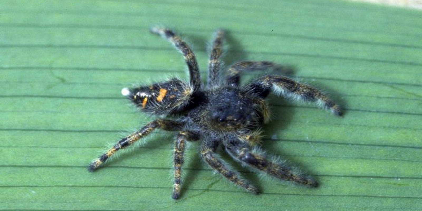 Scary Michigan Spiders Brown Recluse 4 Others To Watch For