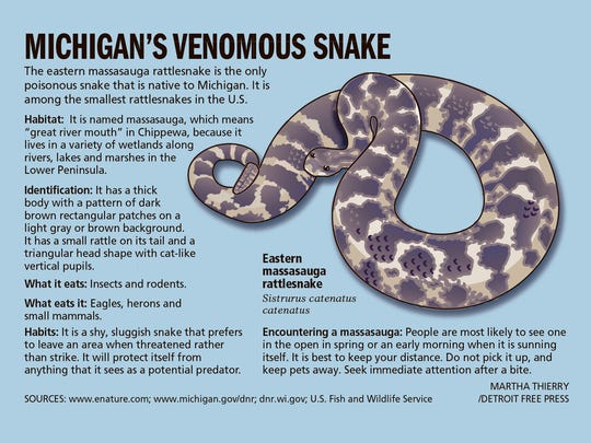 michigan s only venomous snake now federally protected