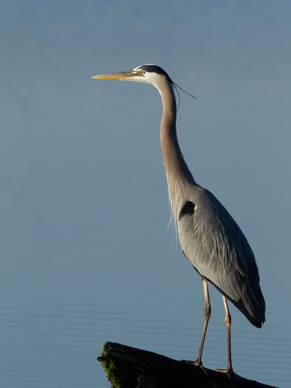 Critter Of The Week Great Blue Heron Critter Of The Week Great Blue Heron