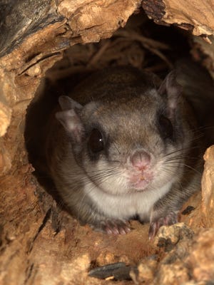 A Flying Squirrel stays inside a tree cavity in Jefferson City, MO. 