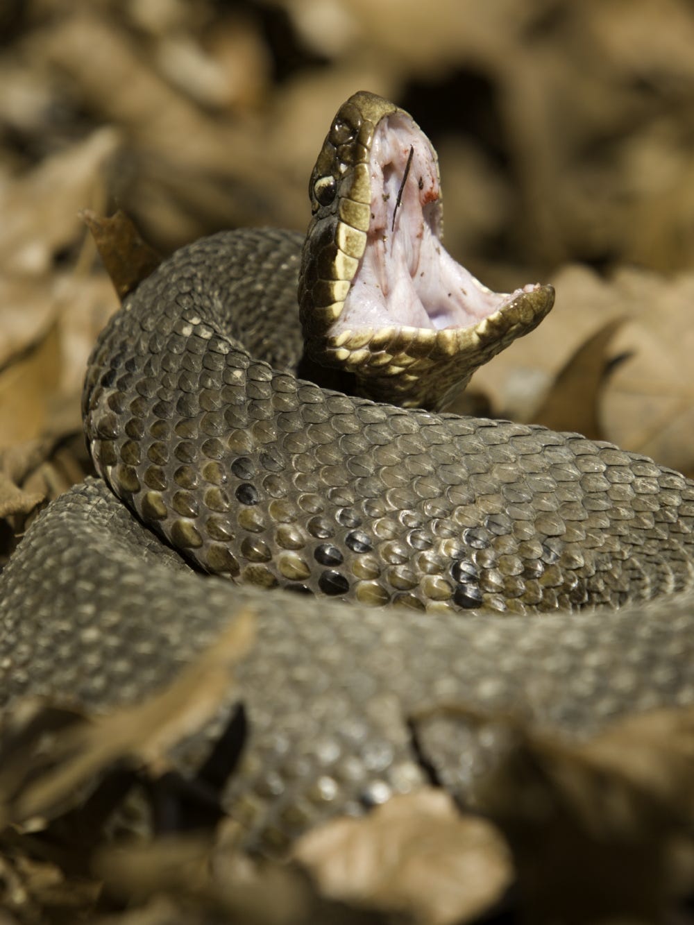 venomous florida snakes vs harmless
