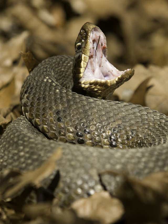 Venomous Florida Snakes Vs Harmless Lookalikes Know The Difference