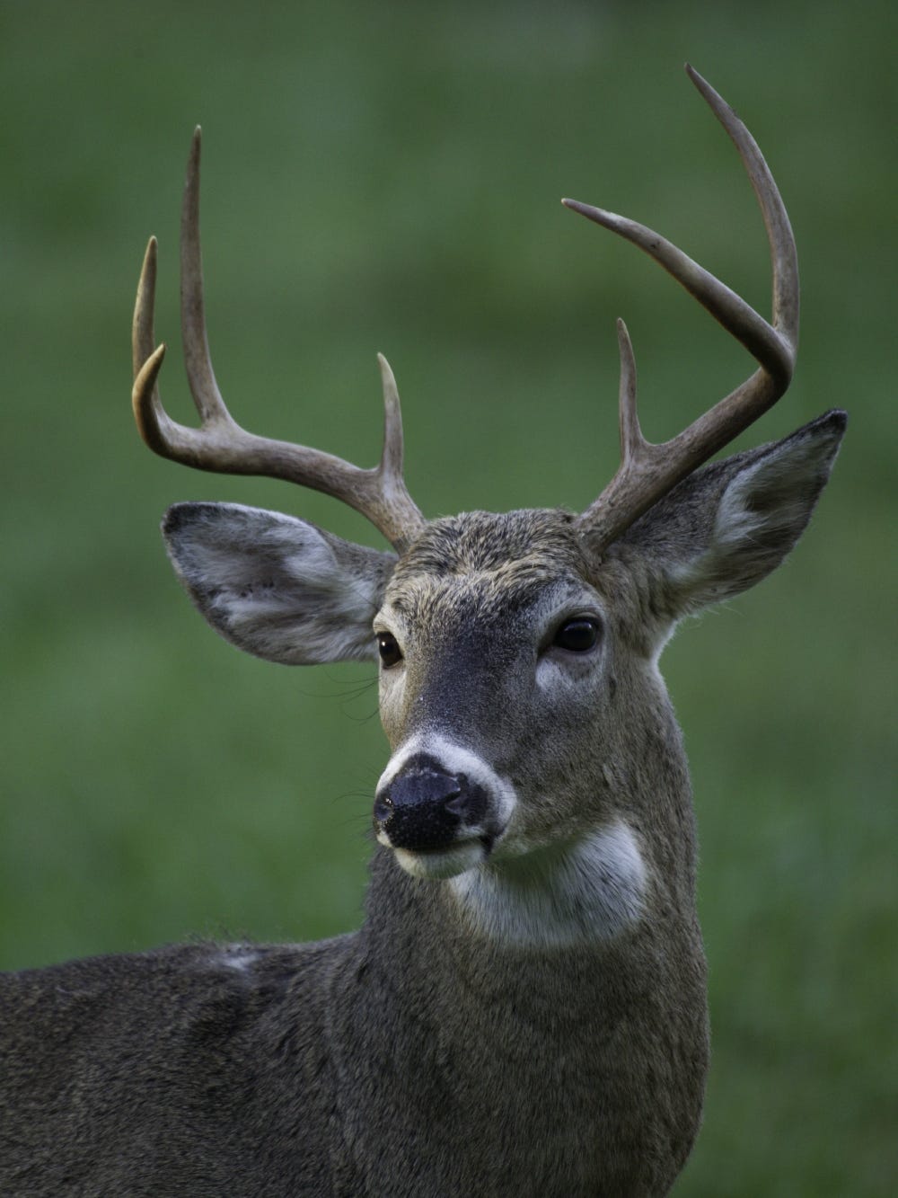 hunter killed by deer in arkansas