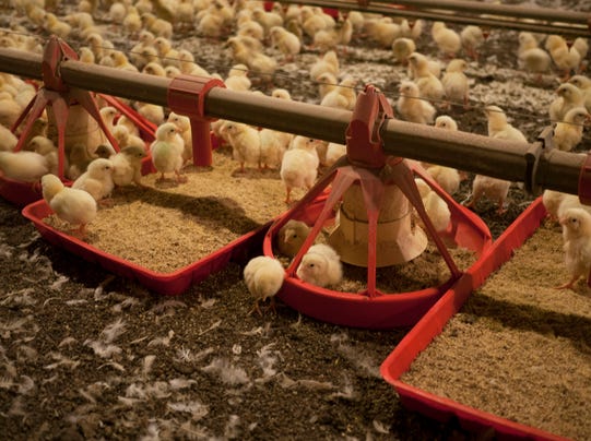 Perdue Cuts Way Back On Use Of Antibiotics On Chickens 