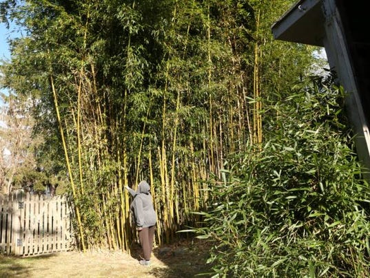 As bamboo grows in North Jersey, so do neighborly feuds