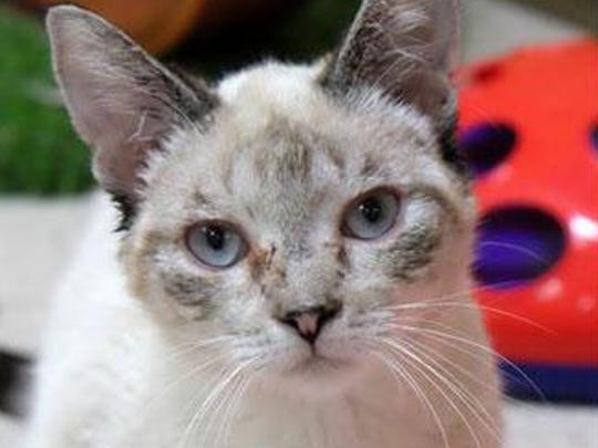 Humane Society Seeks Homes For Cats Rescued From Hoarder