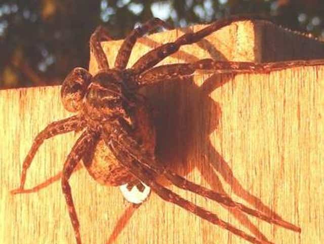 Eeek Spiders So Big You Will Freak